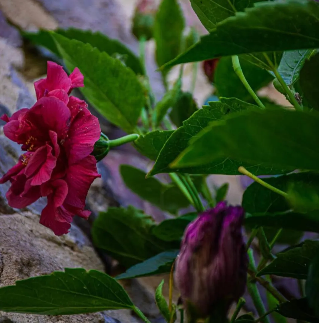 Bed & Breakfast Dimora Arborea Marceddi Italien